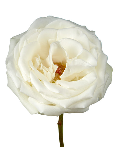 White Rabbit Rose