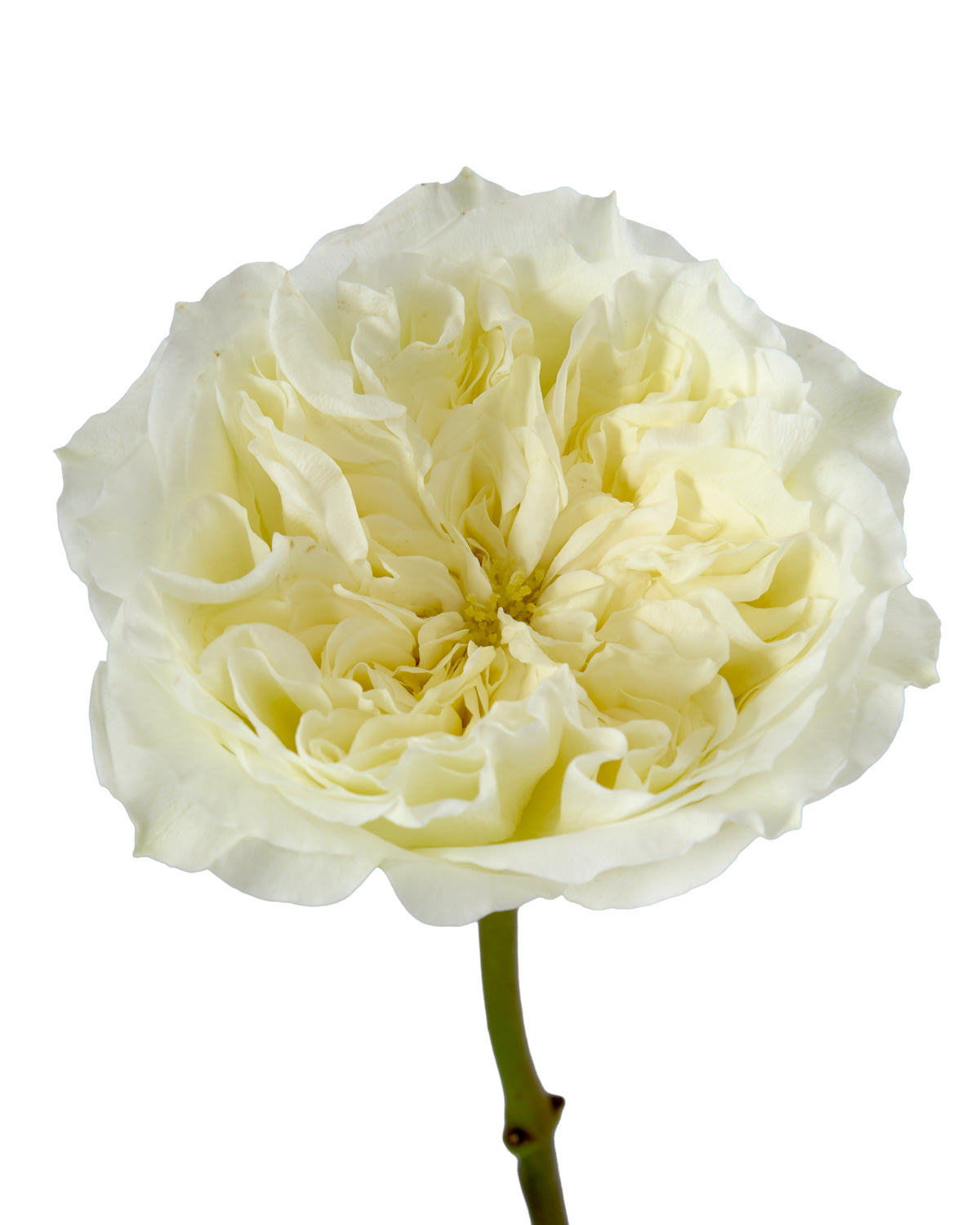 White Xpression Garden Rose Valentine Day