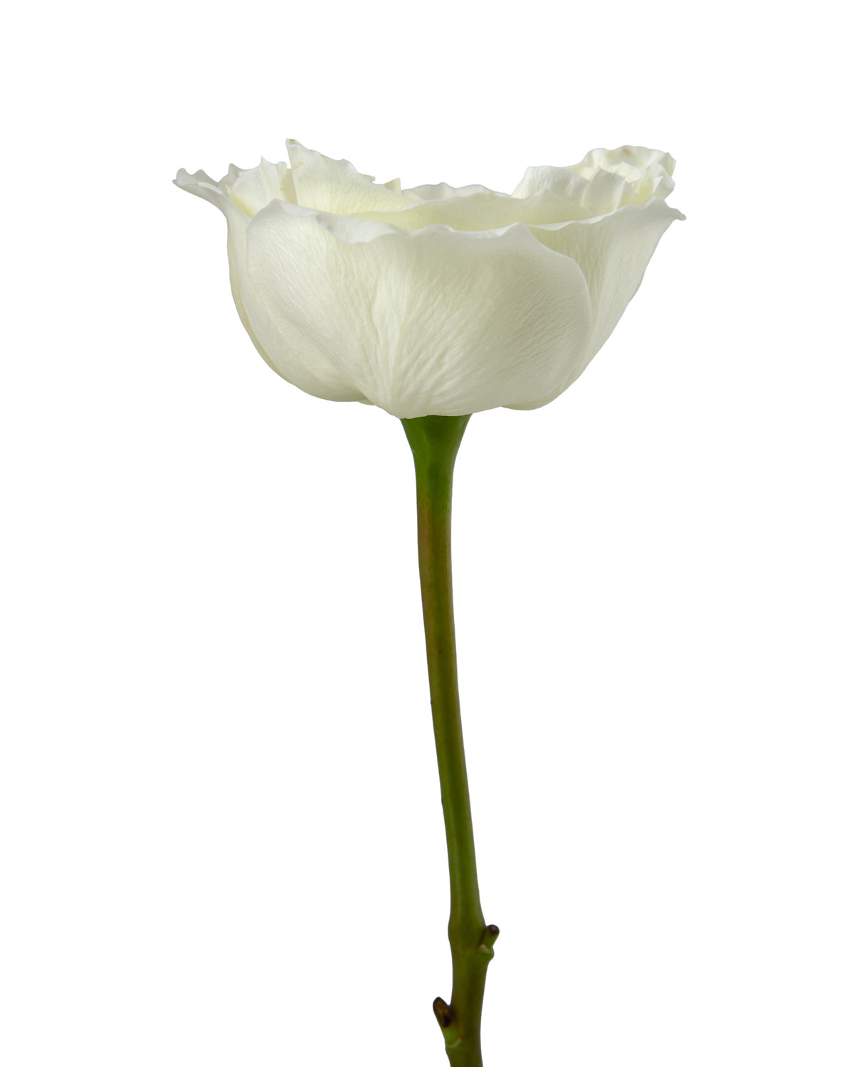 White Xpression Garden Rose Valentine Day