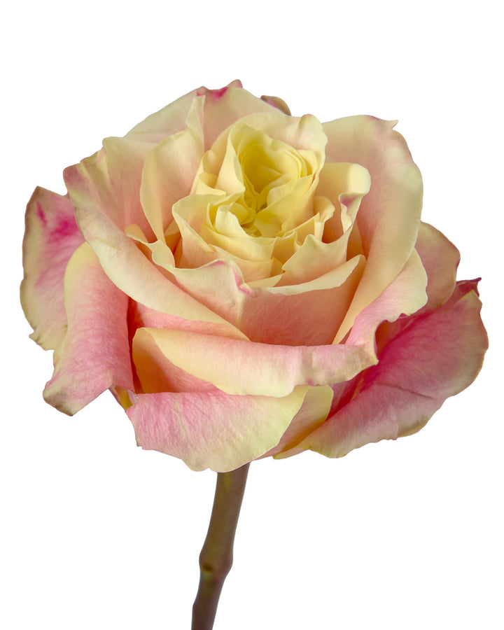 Wild Crown Rose