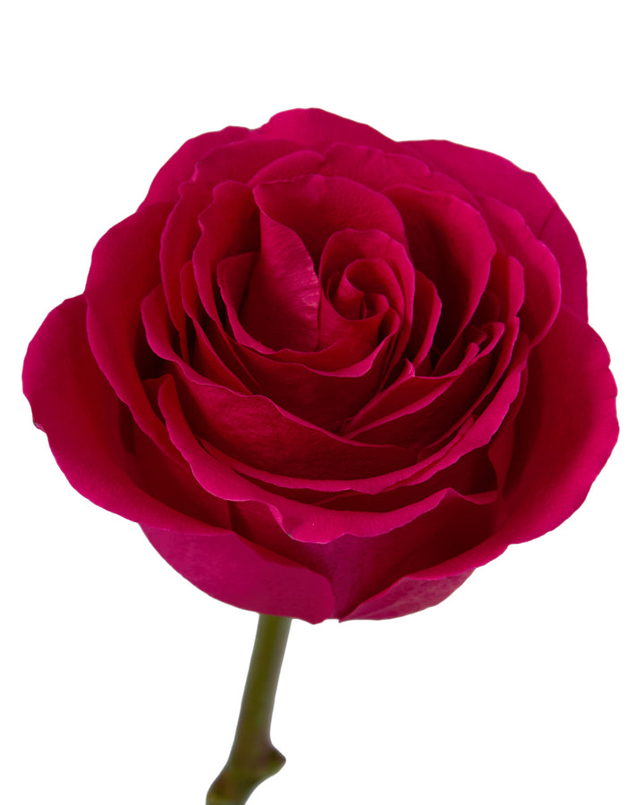 X-Factor Rose Valentine Day