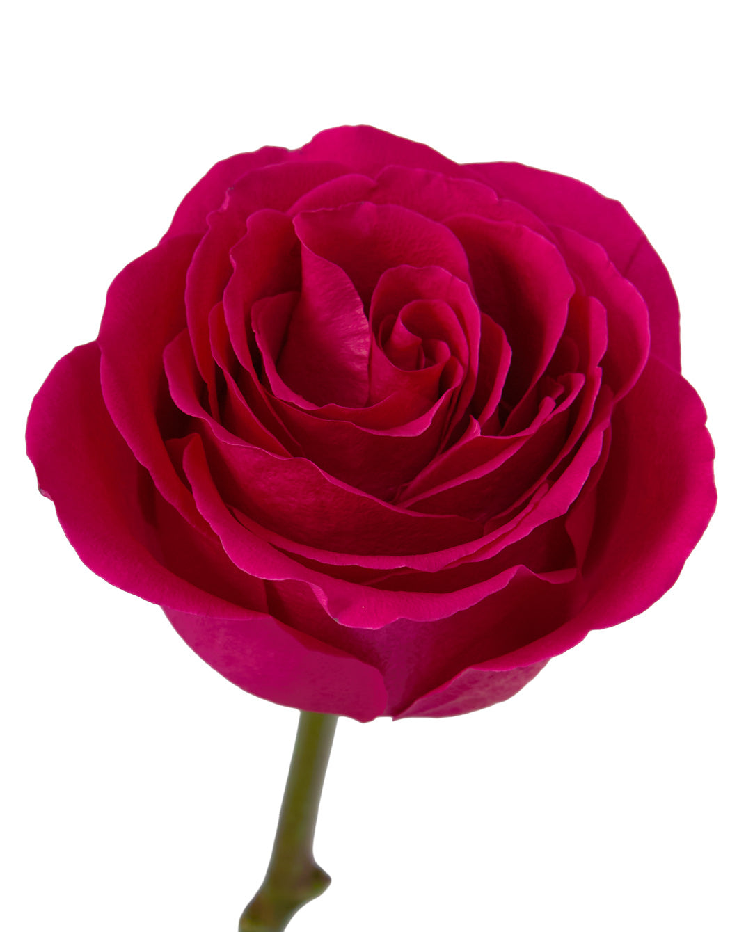 X-Factor Rose