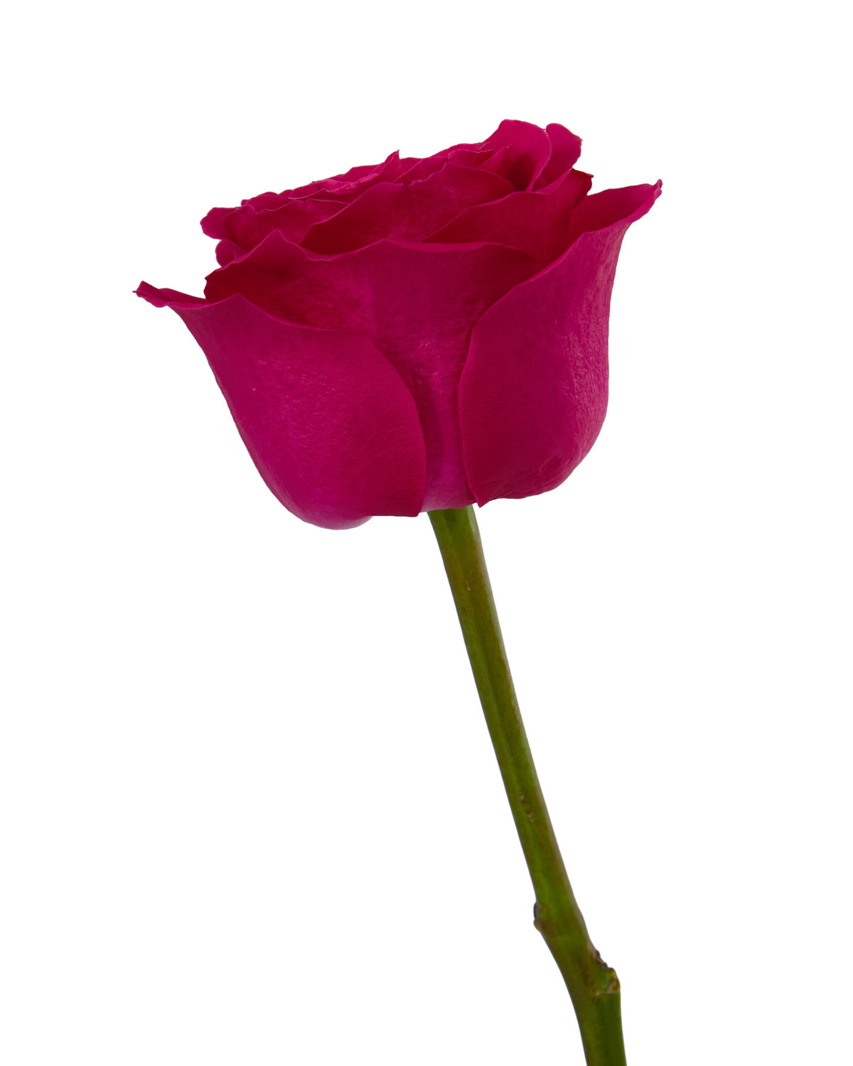 X-Factor Rose