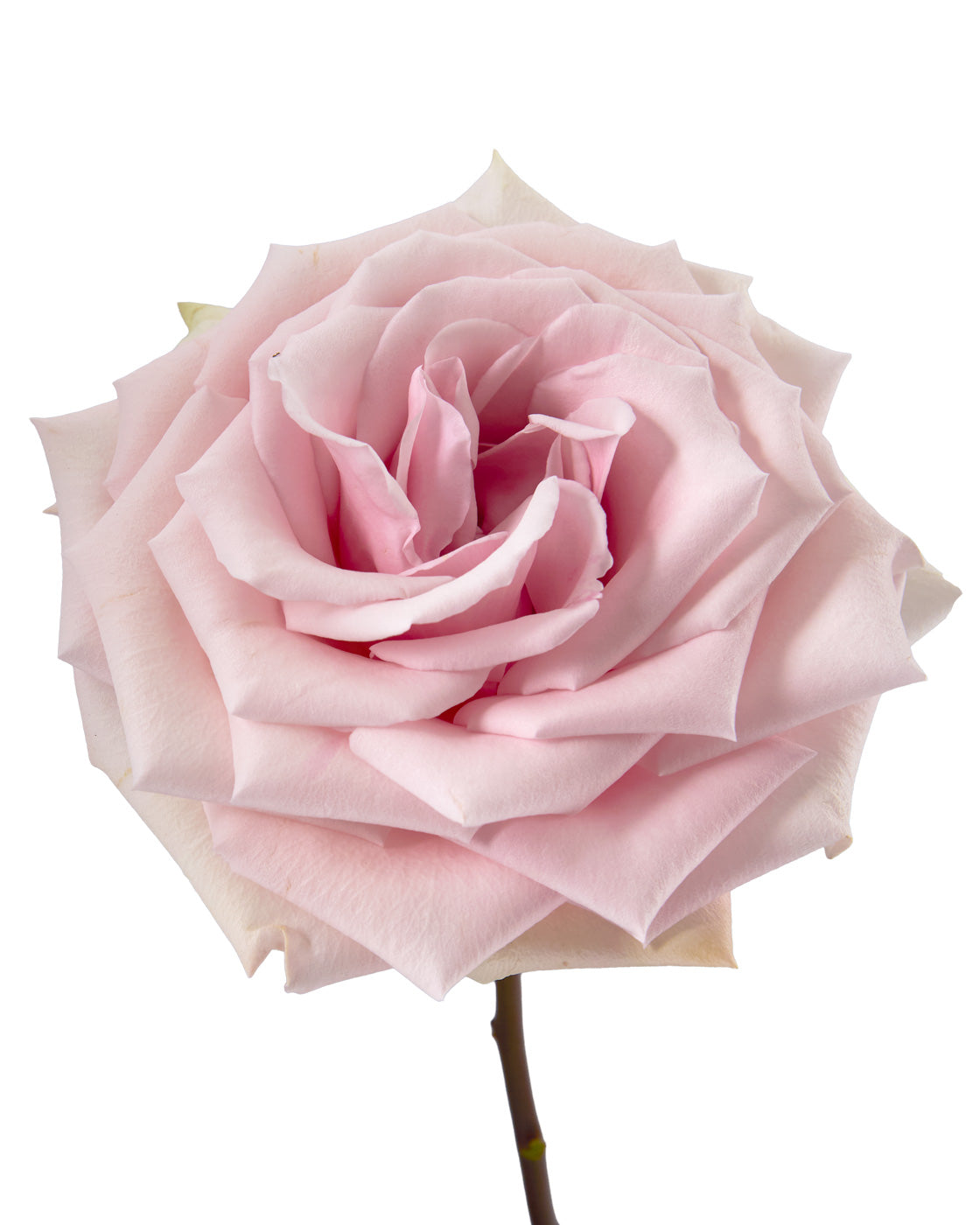 Yoga Rose