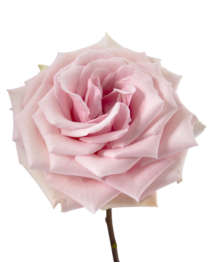 Yoga Rose