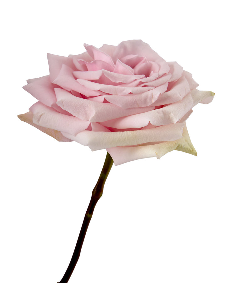 Yoga Rose