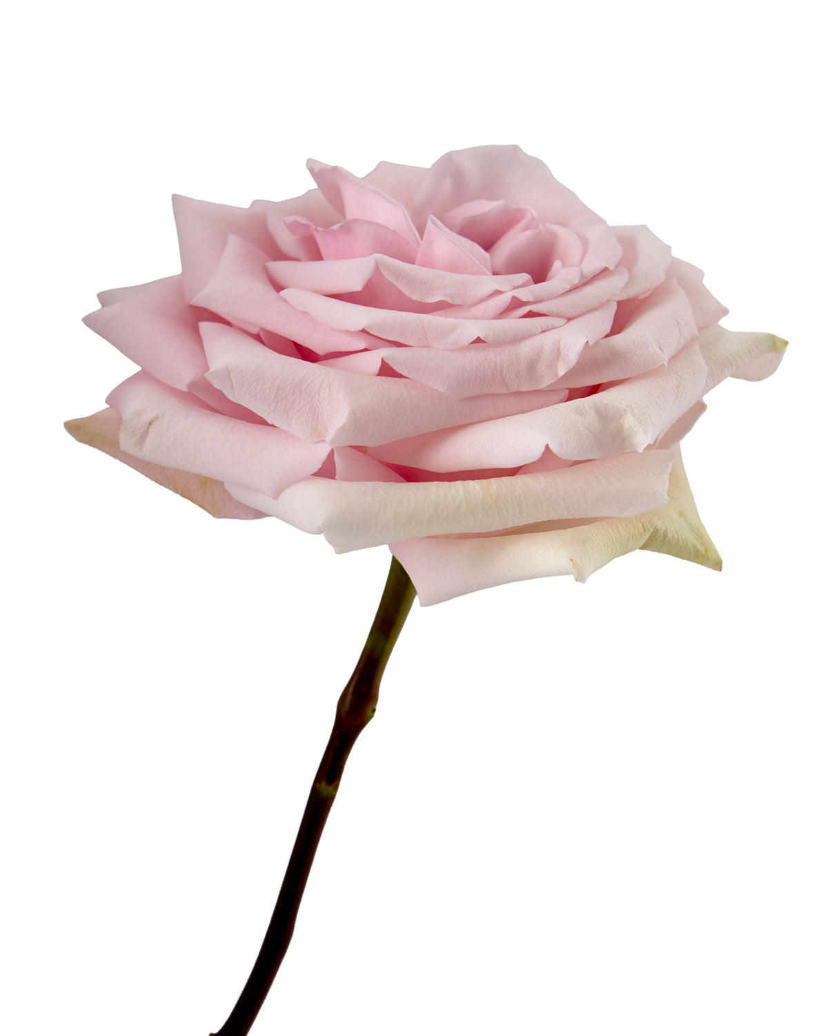 Yoga Rose