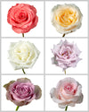 Roses Assorted Box #427