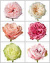 Roses Assorted Box #432