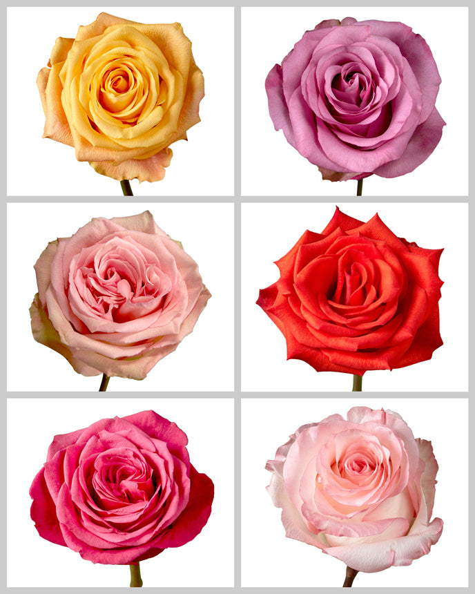 Variations In Roses Different Type Of Tea Roses