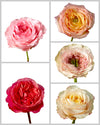 Roses Assorted Box #435
