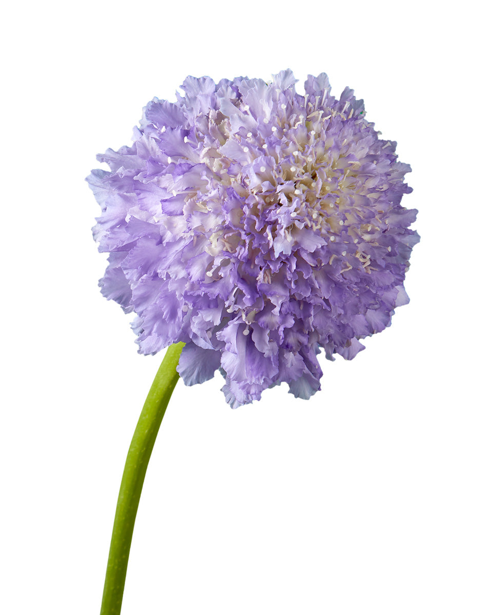 Lavender Scabiosa FOCAL Scoop