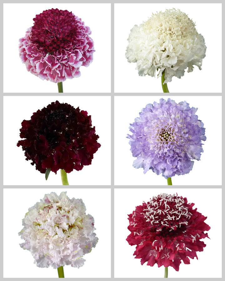 Scabiosa Focal Scoops Assorted Box #910