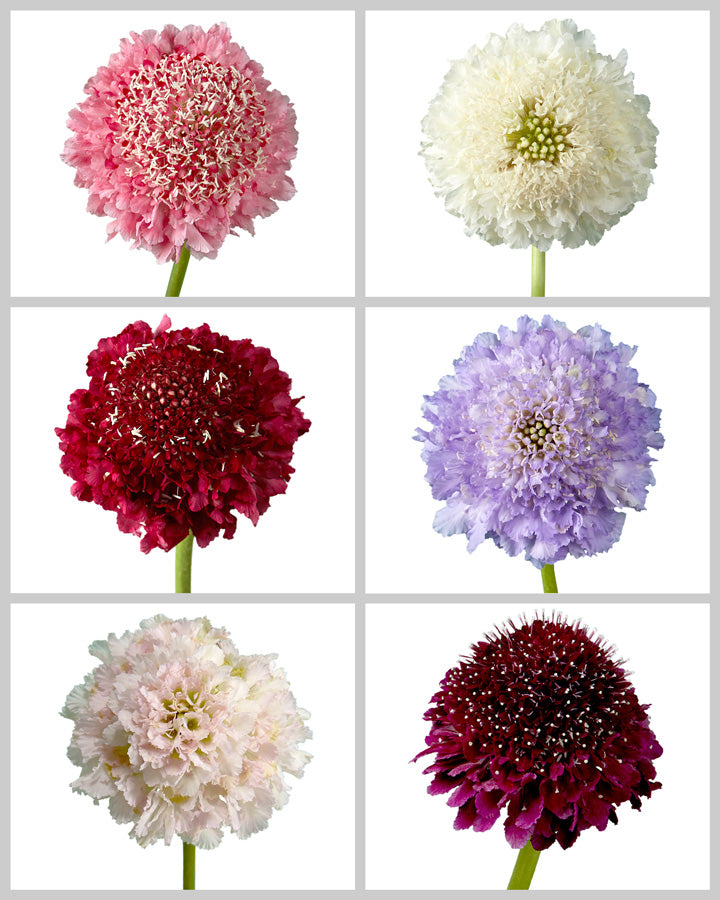 Scabiosa Assorted Focal Scoops Box #912 Valentine Day