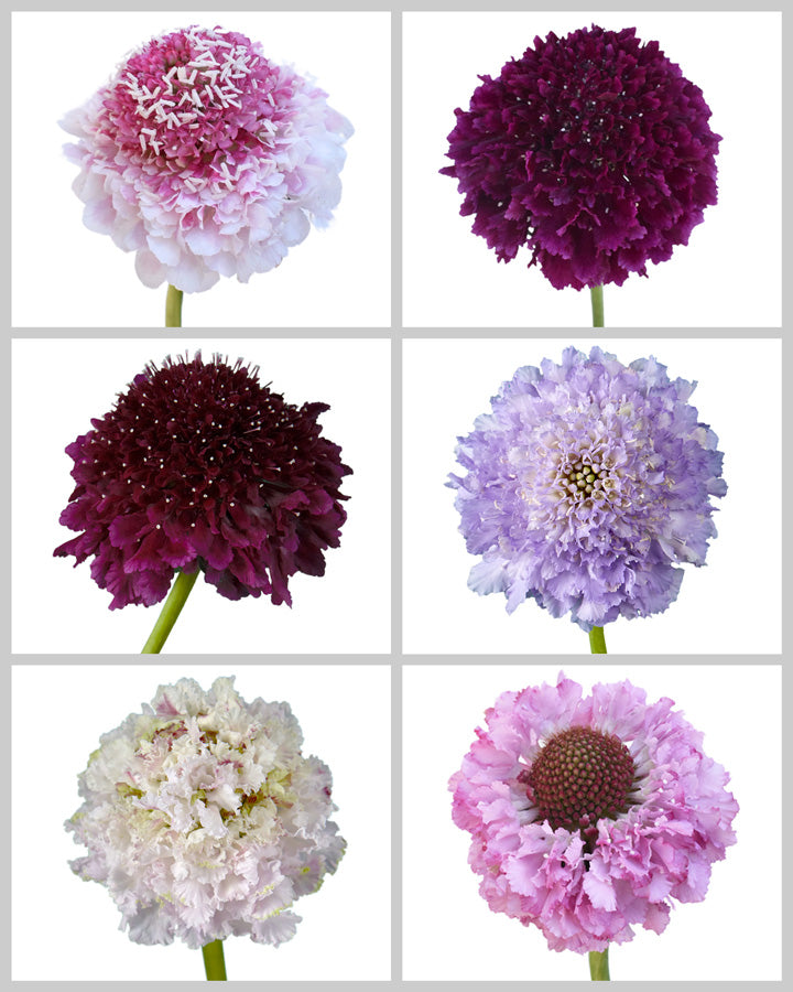 Scabiosa Focal Scoops Assorted Box Valentine's Day