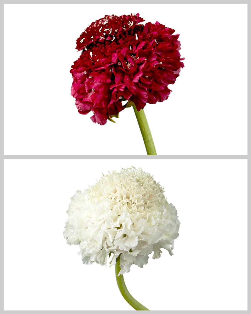 Scabiosa JUMBO FOCAL SCOOP Holiday Assorted Box