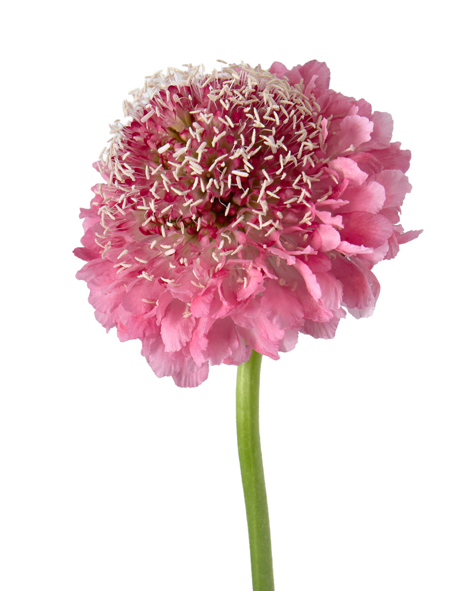 Scabiosa Focal Scoop Candy