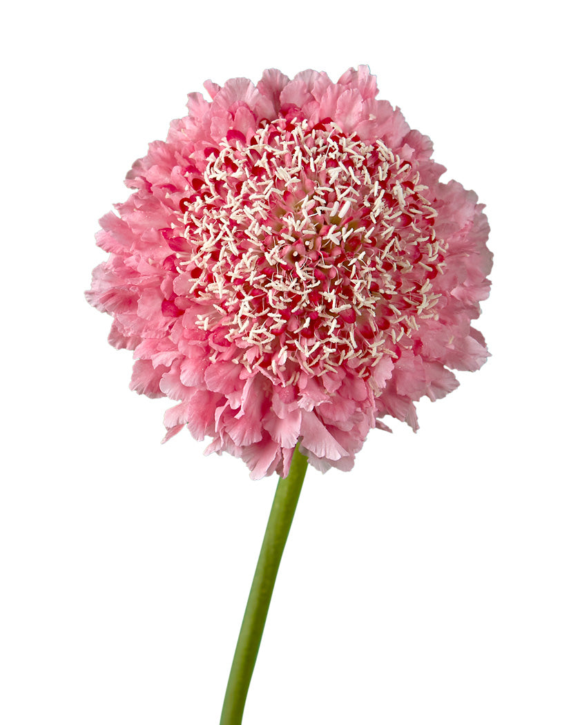 Candy Scabiosa FOCAL Scoop Valentine Day