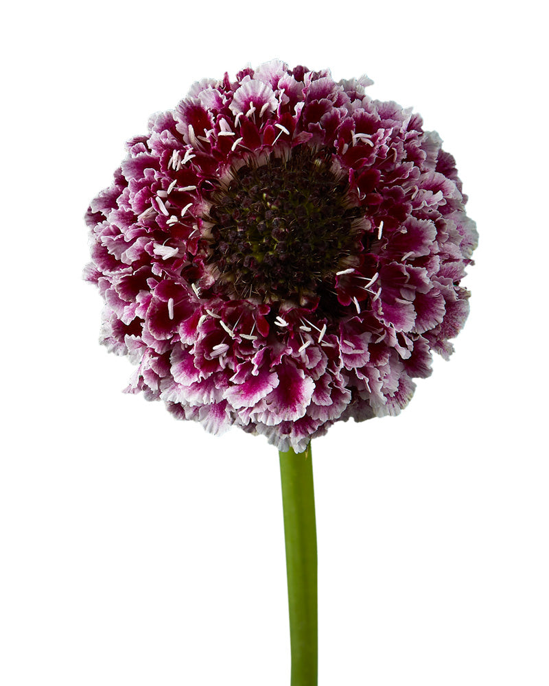 Scabiosa Focal Scoop Cherry Vanilla
