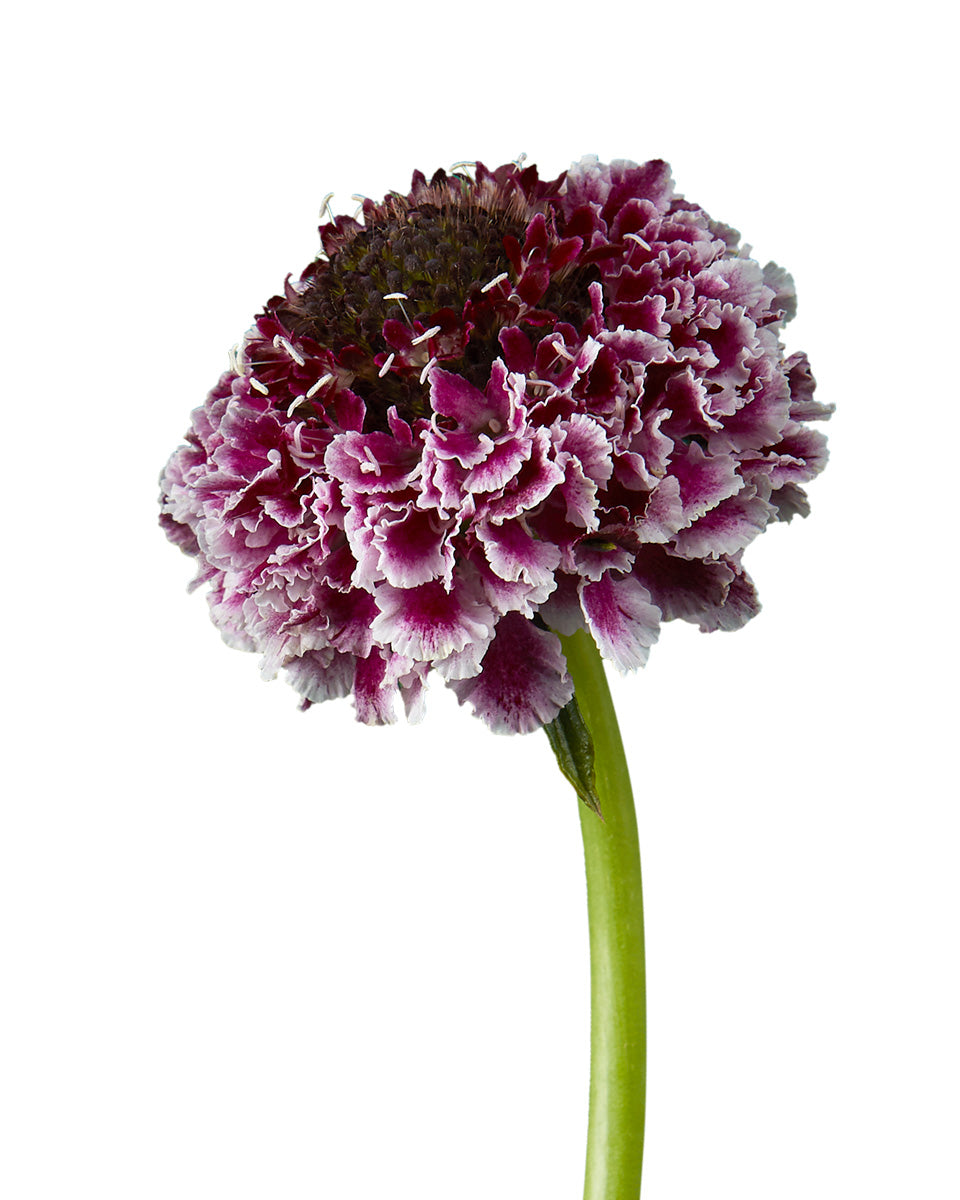 Scabiosa Focal Scoop Cherry Vanilla