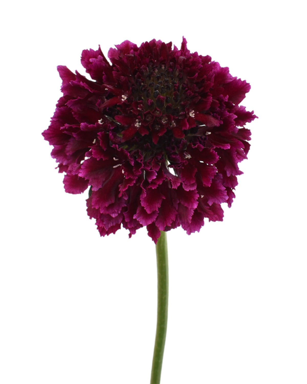 Scabiosa Focal Scoop Cranberry
