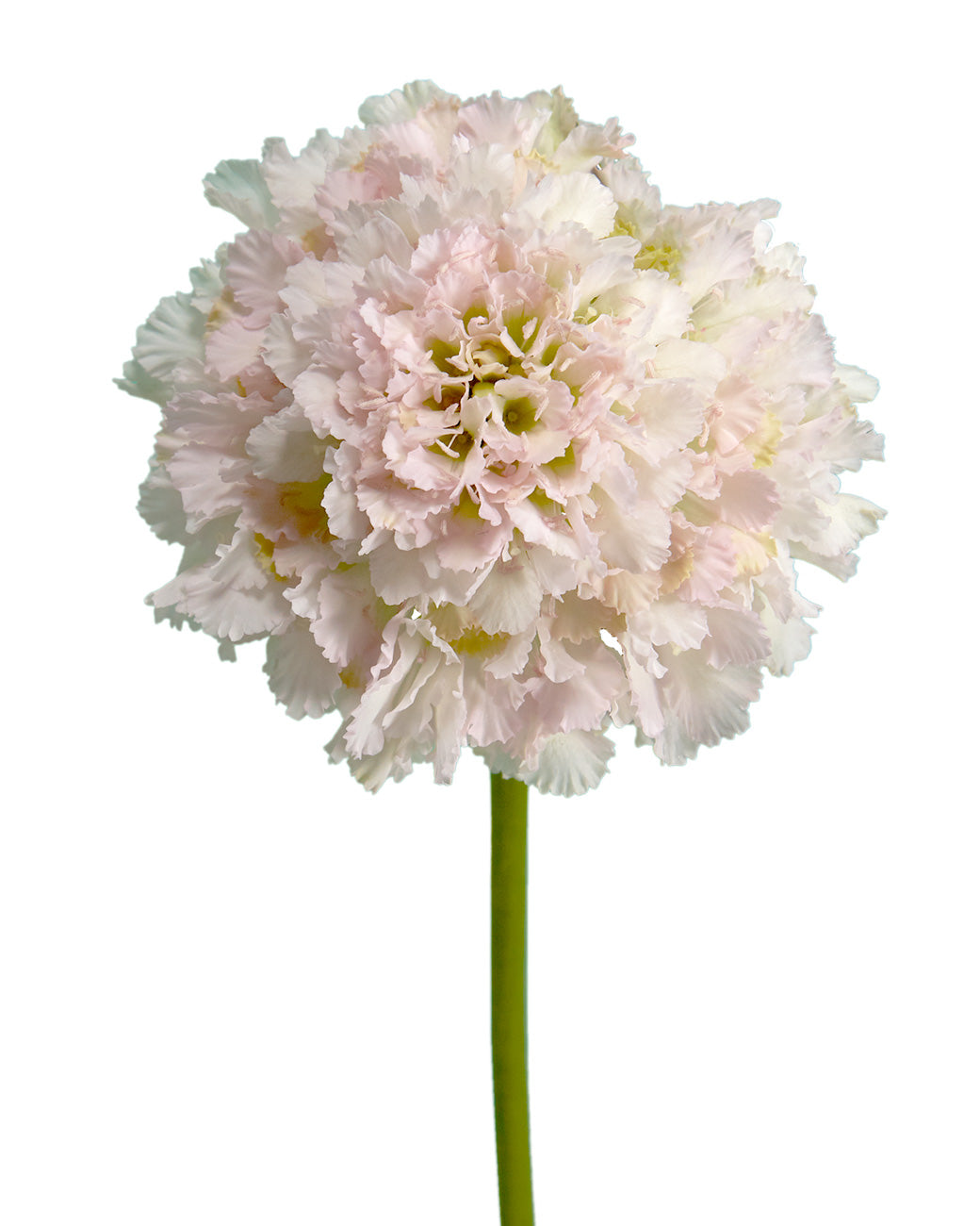 Hanoi Scabiosa FOCAL Scoop