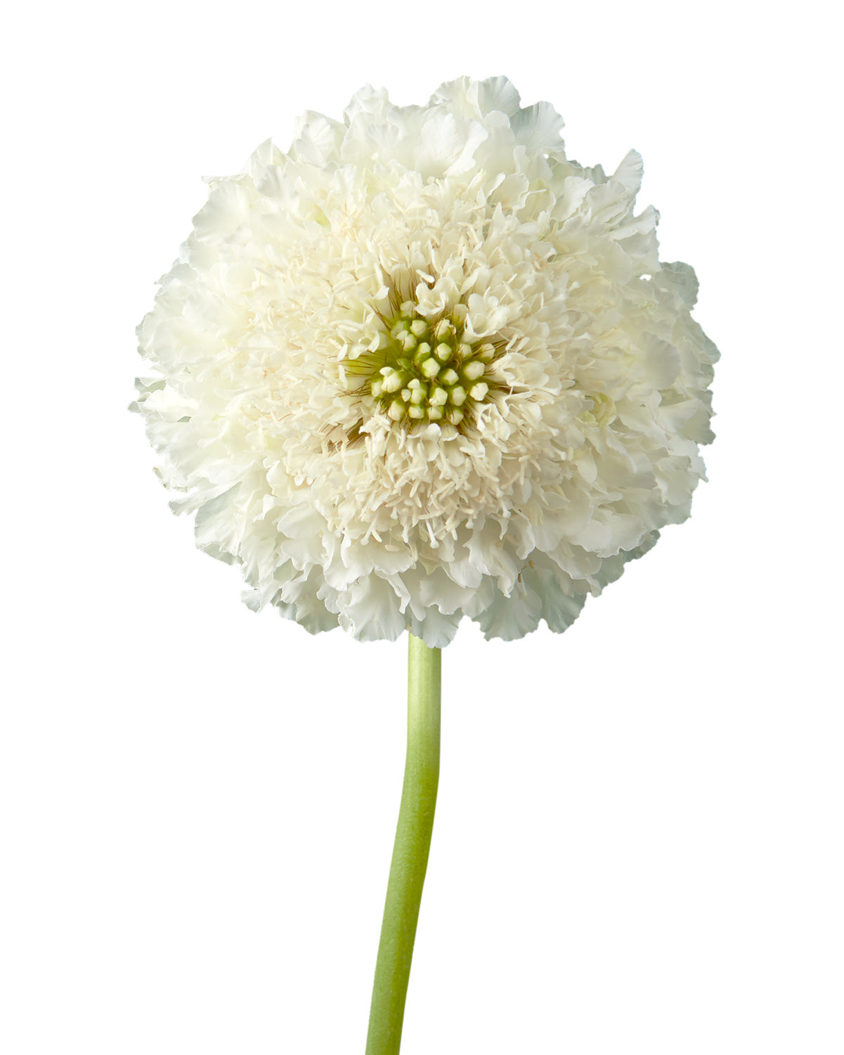 White Scabiosa FOCAL Scoop Mother's Day
