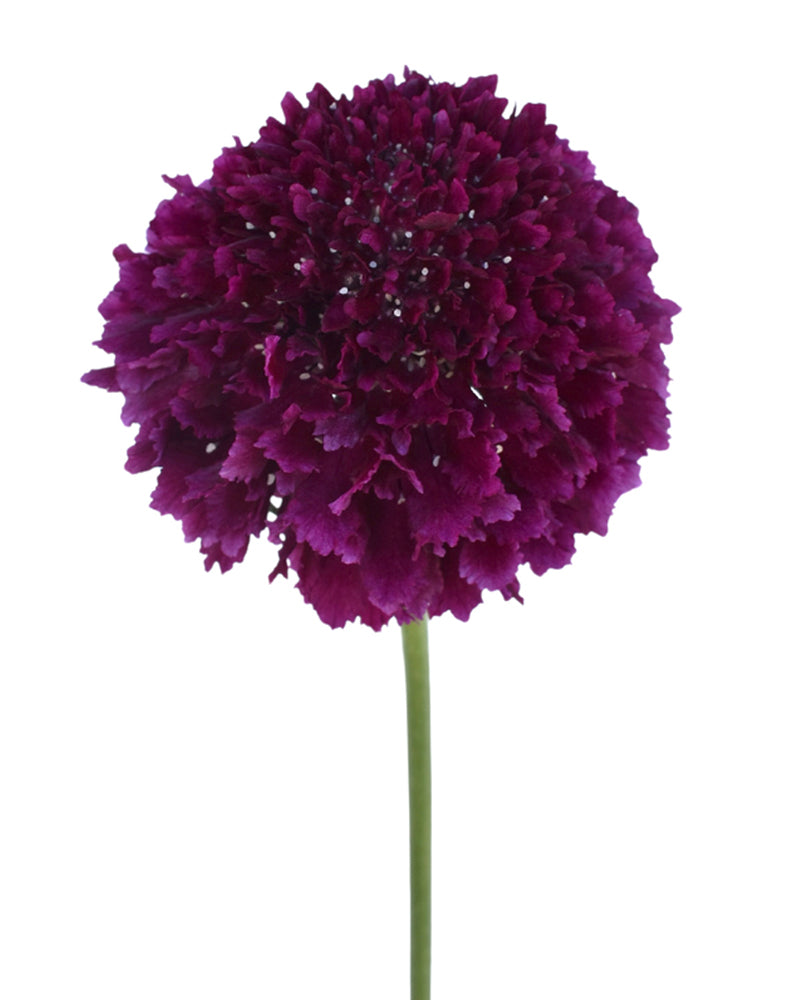 Scabiosa Focal Scoop Merlot