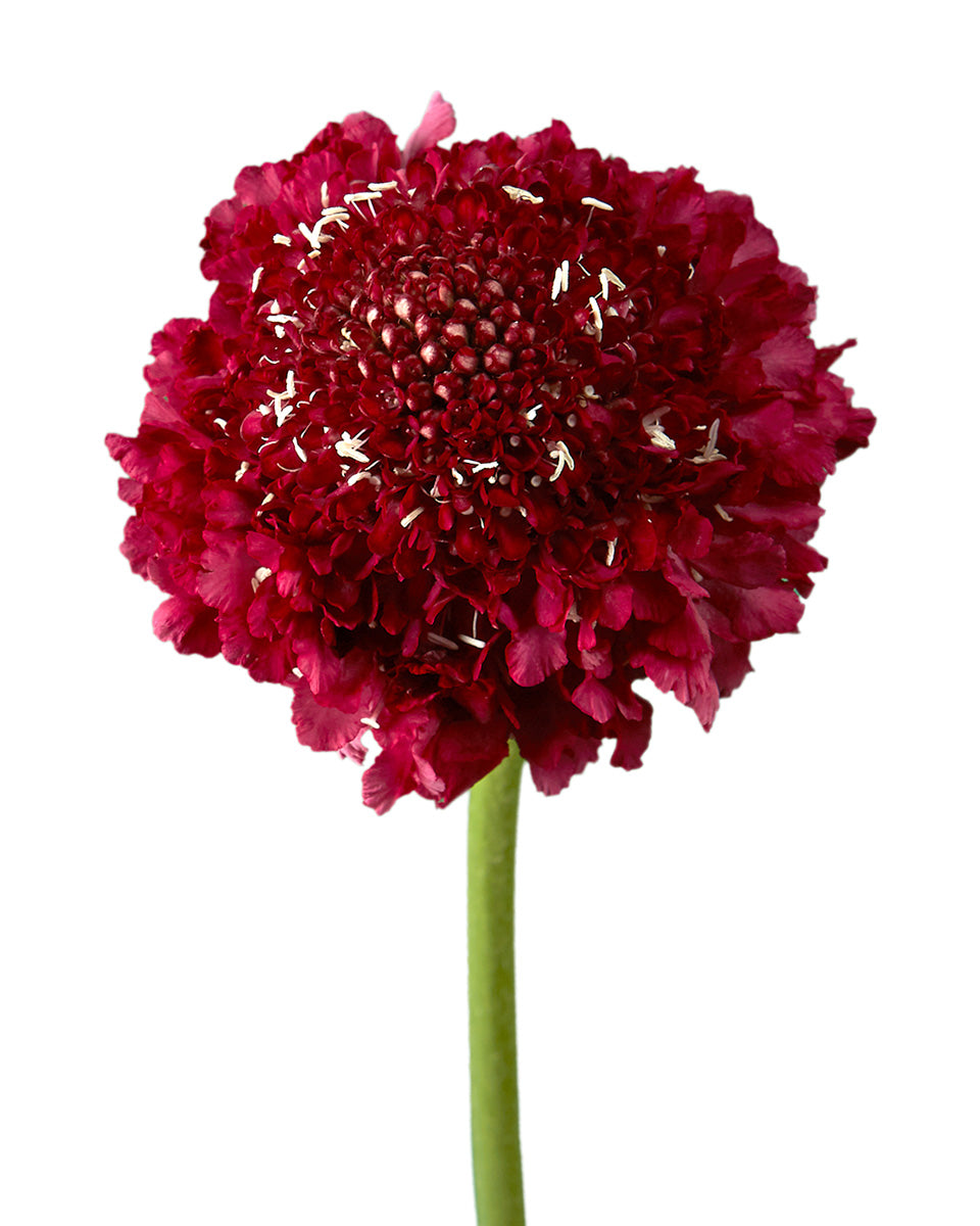 Raspberry Scabiosa FOCAL Scoop Valentine Day