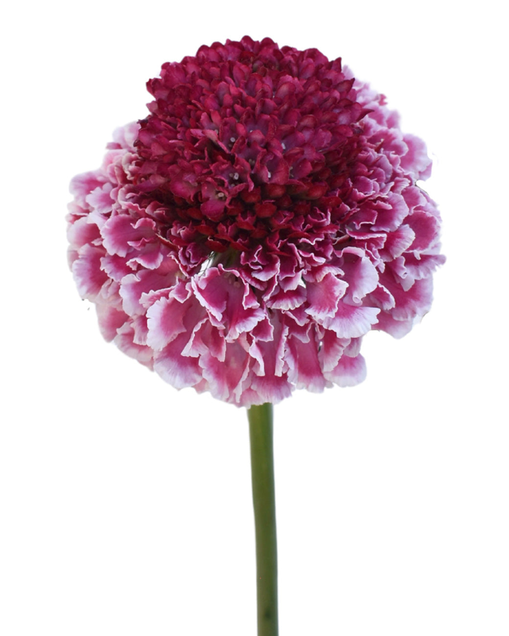 Scabiosa Focal Scoop Raspberry Ripple