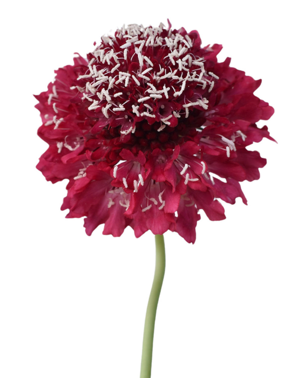 Scabiosa Focal Scoop Red Apple