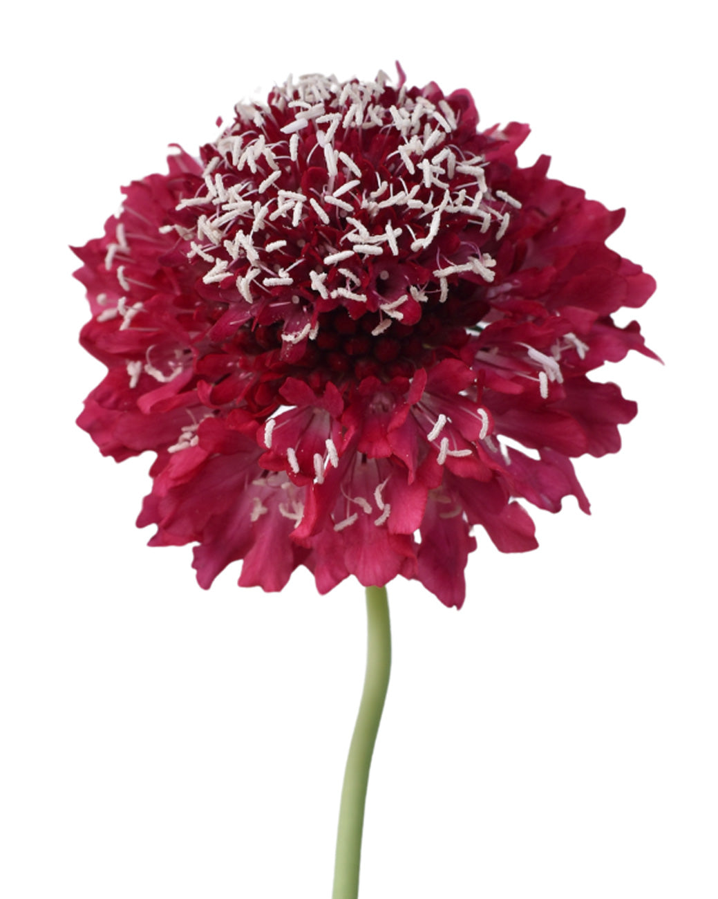 Red Apple Scabiosa FOCAL Scoop Valentine Day