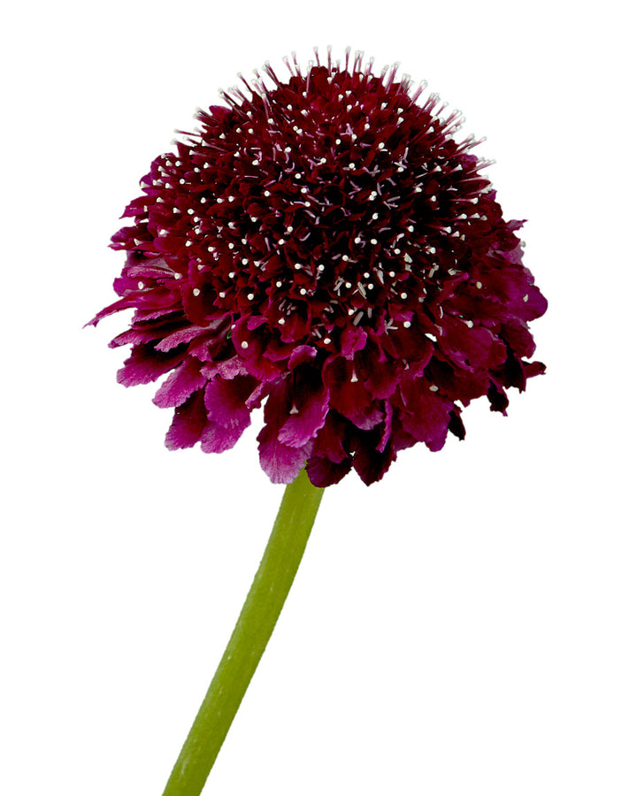 Scabiosa Focal Scoop Red Velvet