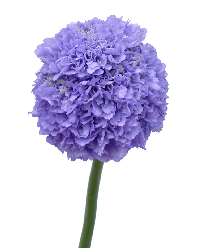 Scabiosa Focal Scoop Teaberry