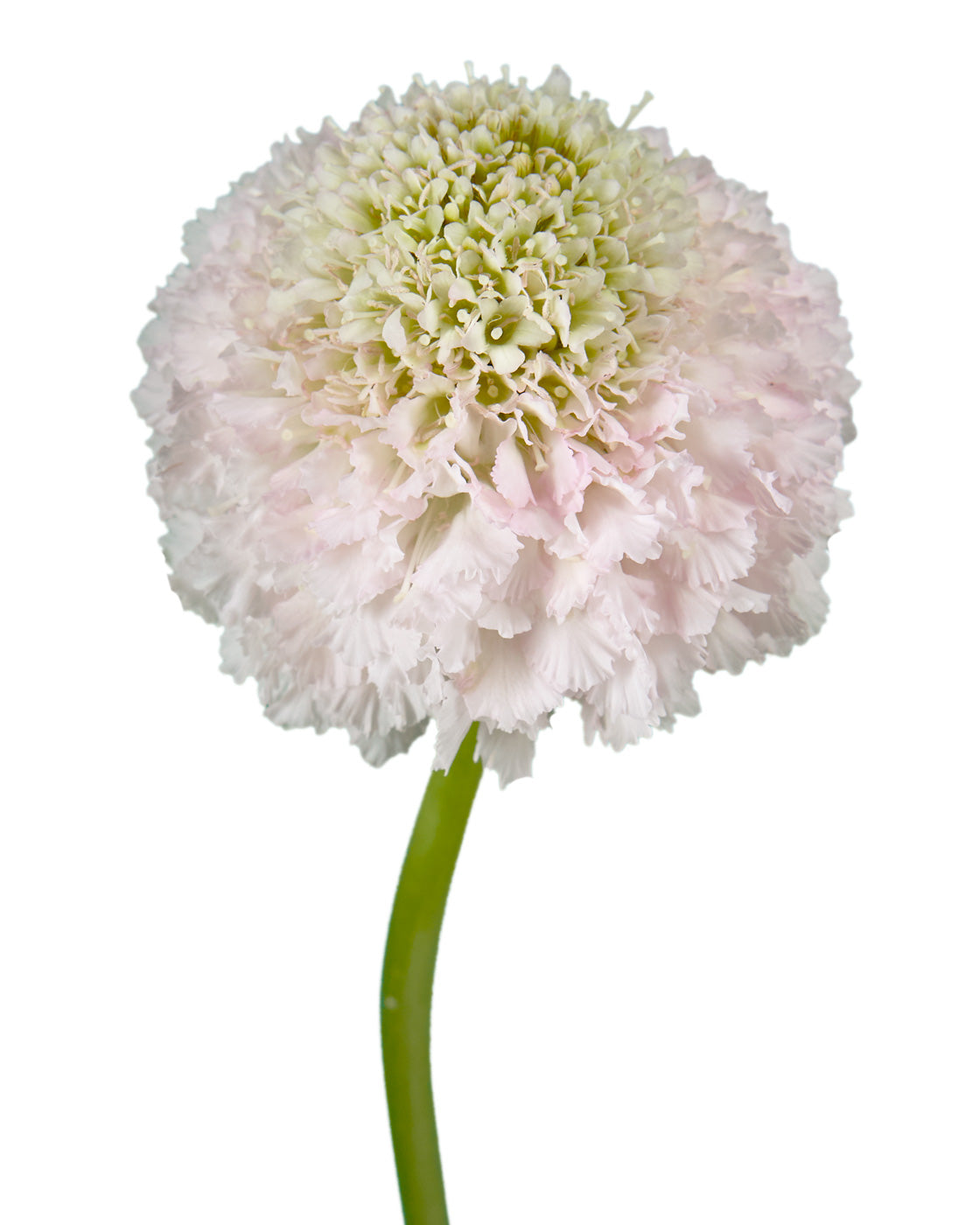Scabiosa Focal Scoop Vanilla Blush