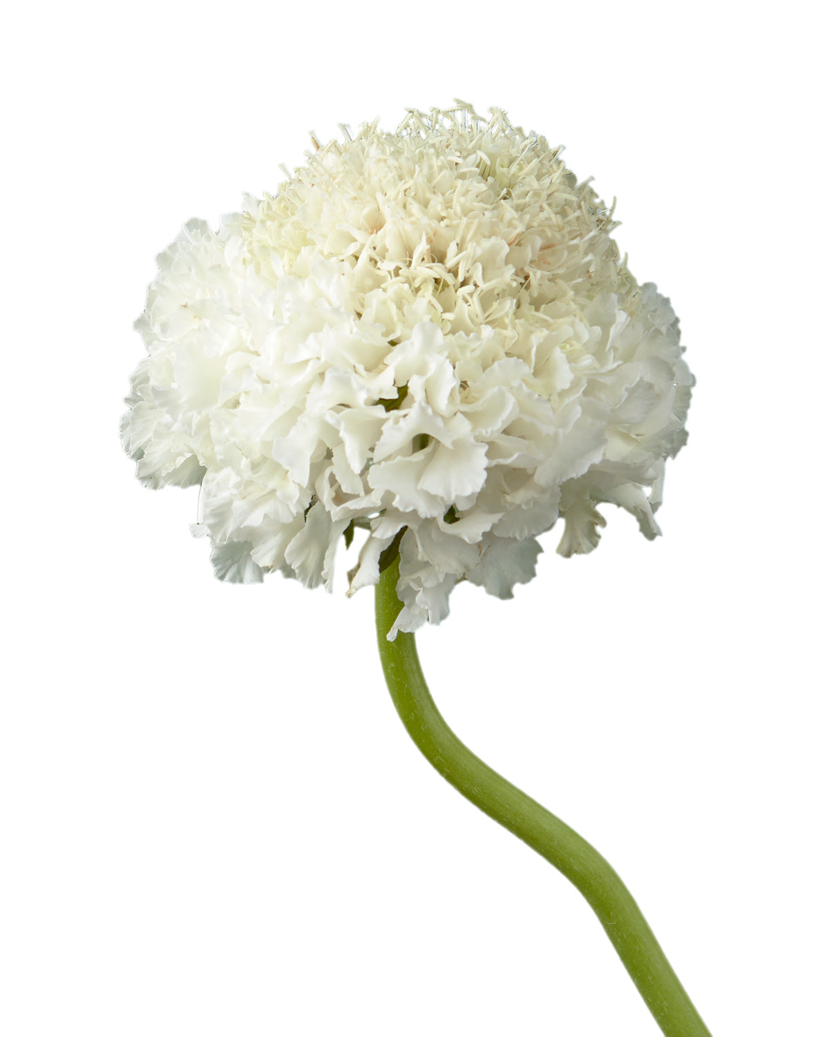 Scabiosa Focal Scoop White