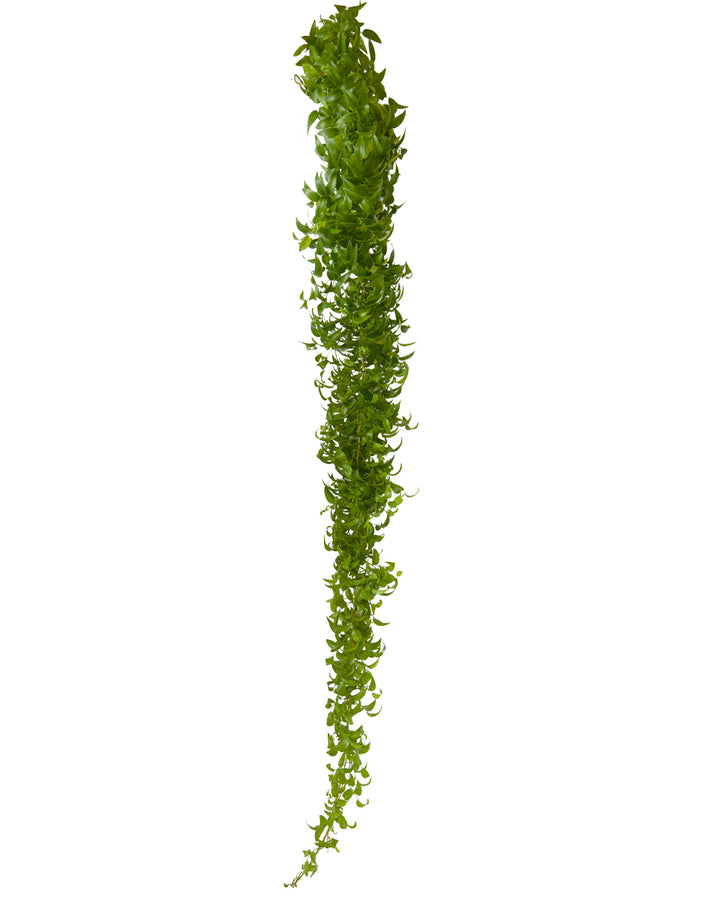 Smilax Garland