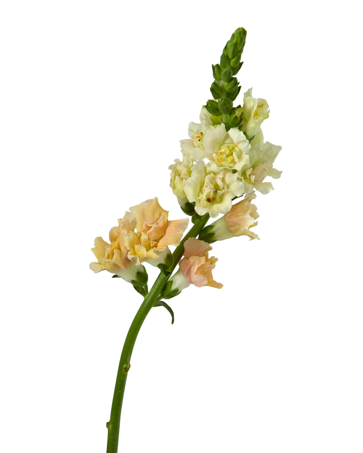 Snapdragon Snapstar Champagne