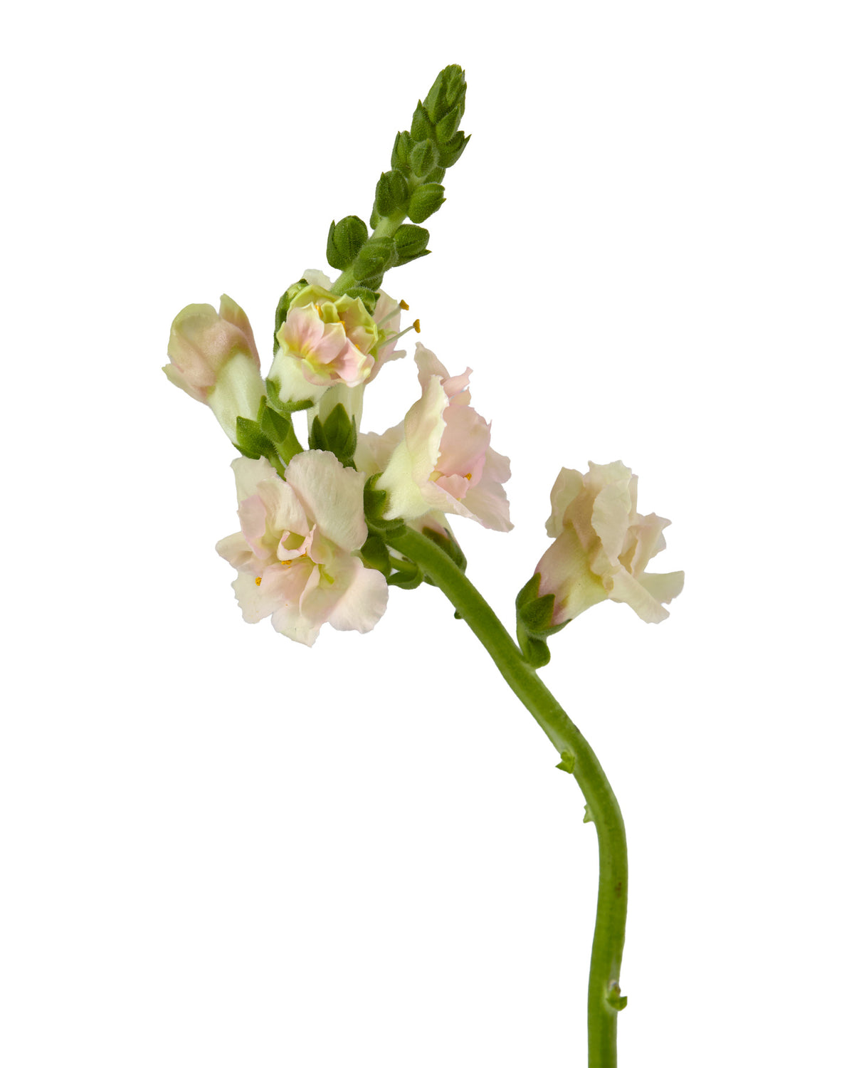 Snapdragon Snapstar Pink