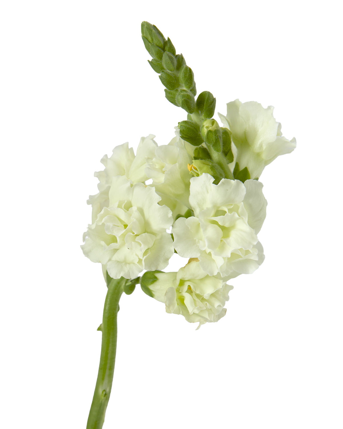 Snapdragon Snapstar White