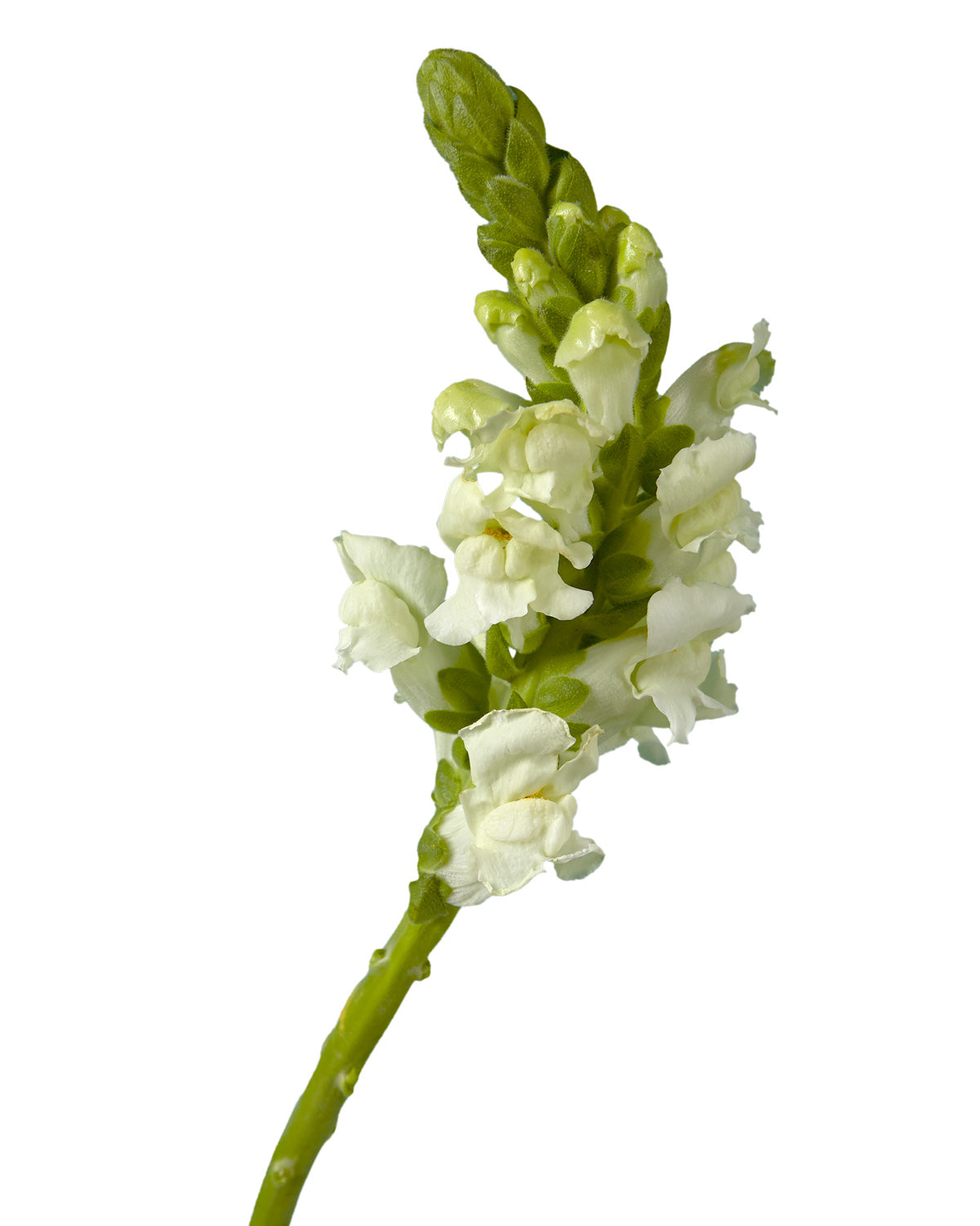White Snapdragon