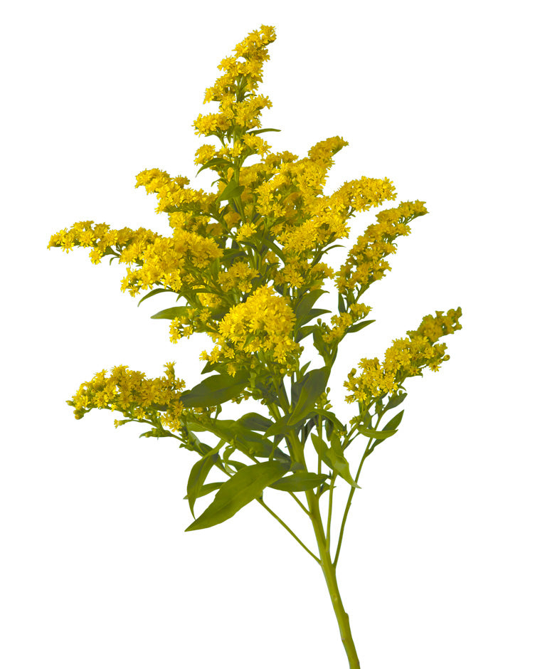 Solidago Golden Glory