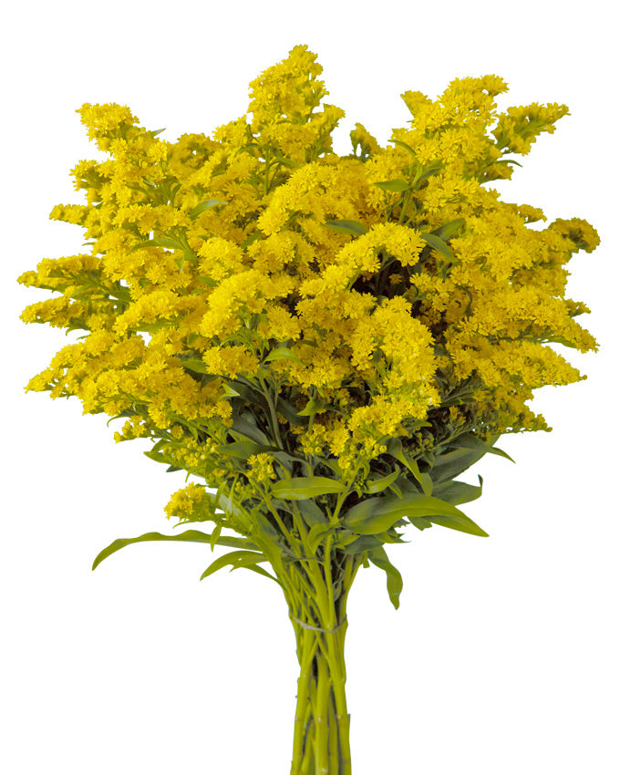 Solidago Golden Glory