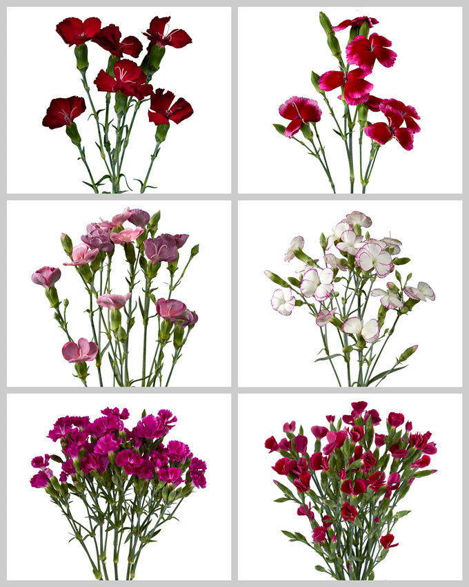 Solomio Assorted Box Valentine's Day