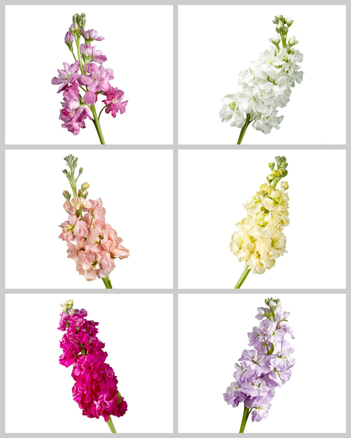 Double Stock Assorted Box Mother's Day