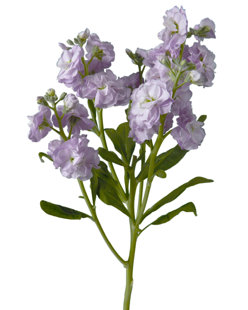 Lavender Spray Stock Mother's Day