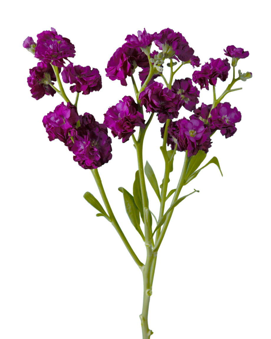 Reddish-Purple Spray Double Stock Valentine Day