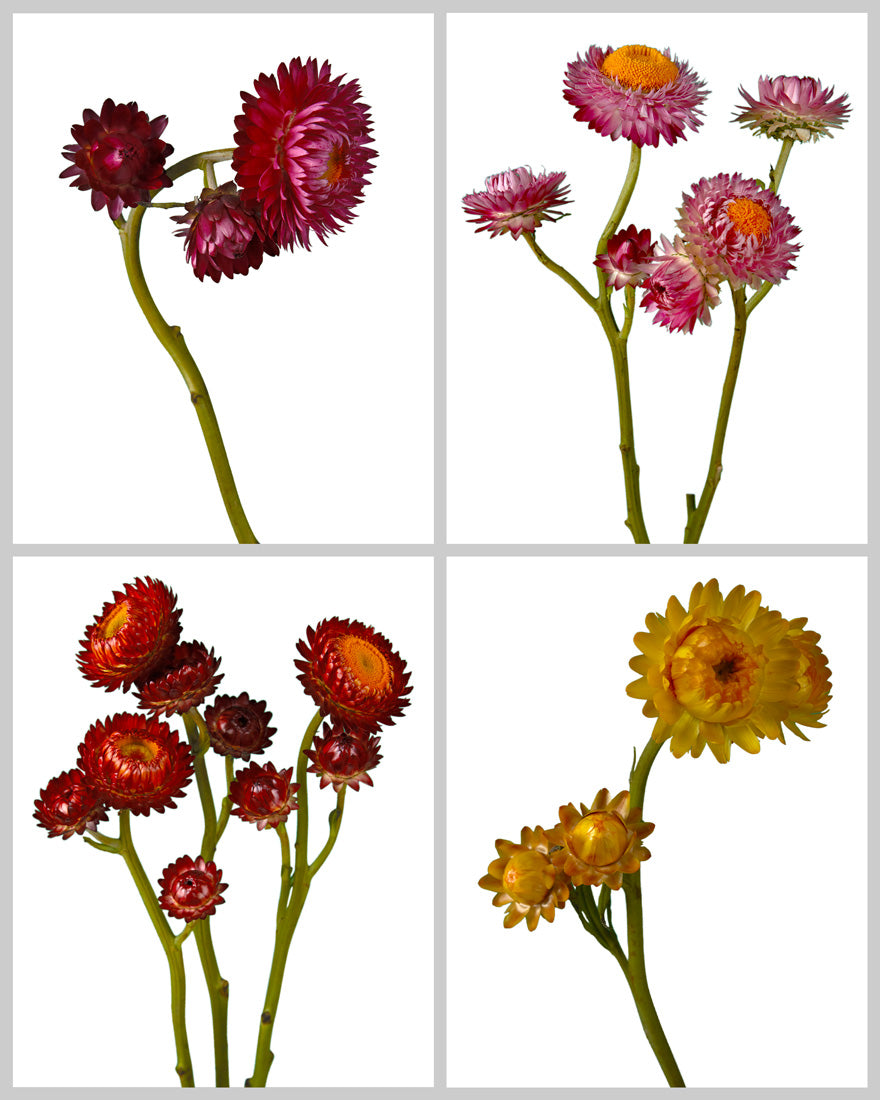 Strawflower Assorted Box