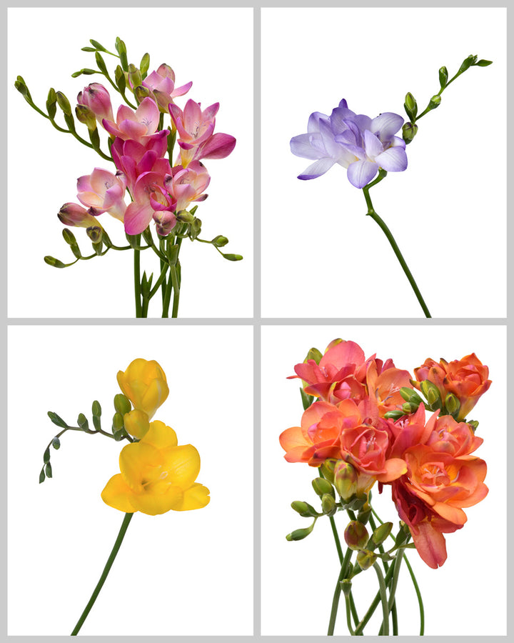 Summer Flowers Mixed Box #130