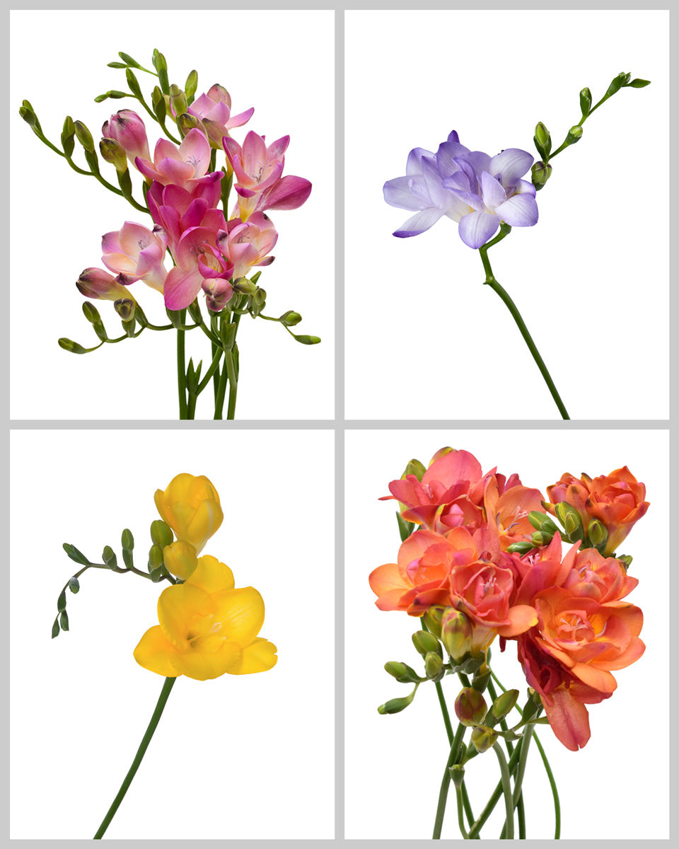 Summer Flowers Mixed Box #130